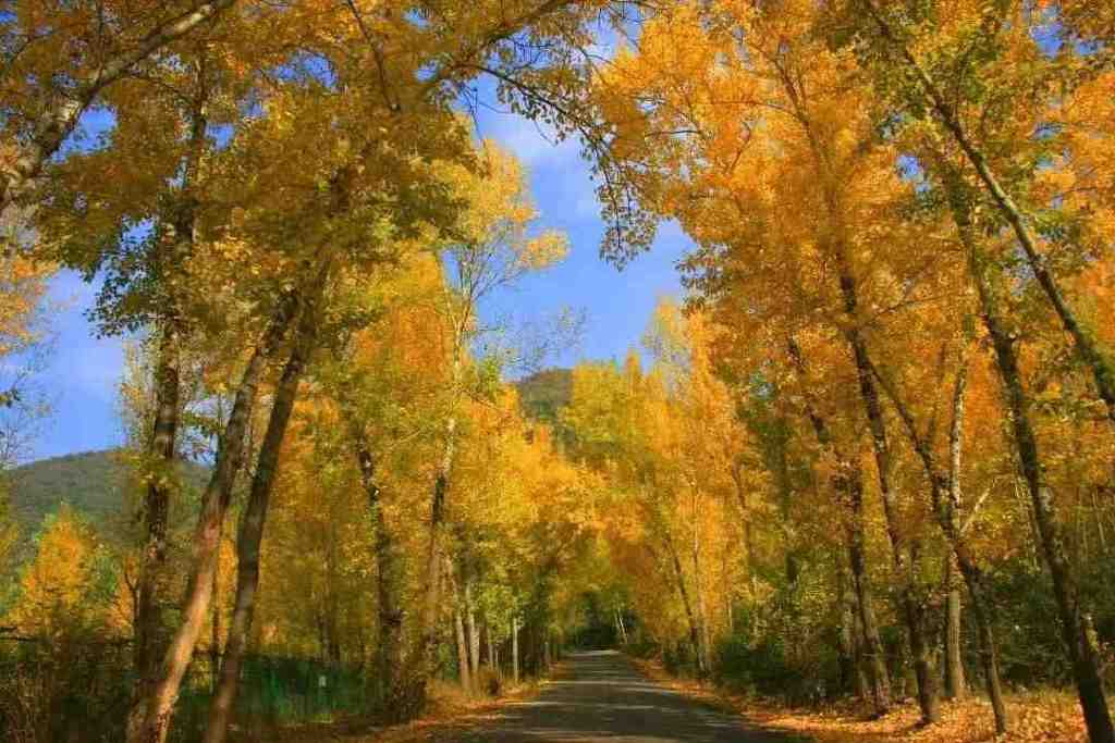 黄龙的秋天已送达,满山红叶惊艳来袭……休闲区蓝鸢梦想 - Www.slyday.coM 黄龙的秋天已送达,满山红叶惊艳来袭……休闲区蓝鸢梦想 - Www.slyday.coM