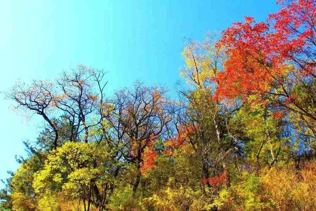 黄龙的秋天已送达,满山红叶惊艳来袭……休闲区蓝鸢梦想 - Www.slyday.coM 黄龙的秋天已送达,满山红叶惊艳来袭……休闲区蓝鸢梦想 - Www.slyday.coM