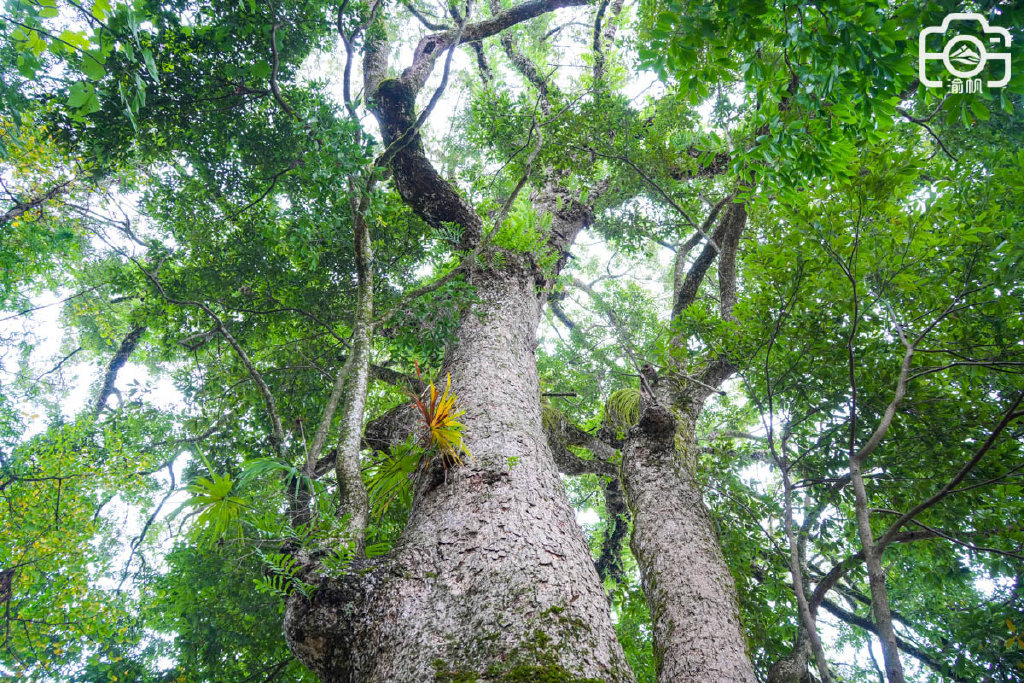 重庆发现世界最大的千年金丝楠木群,树王超1500年,你知道吗?
