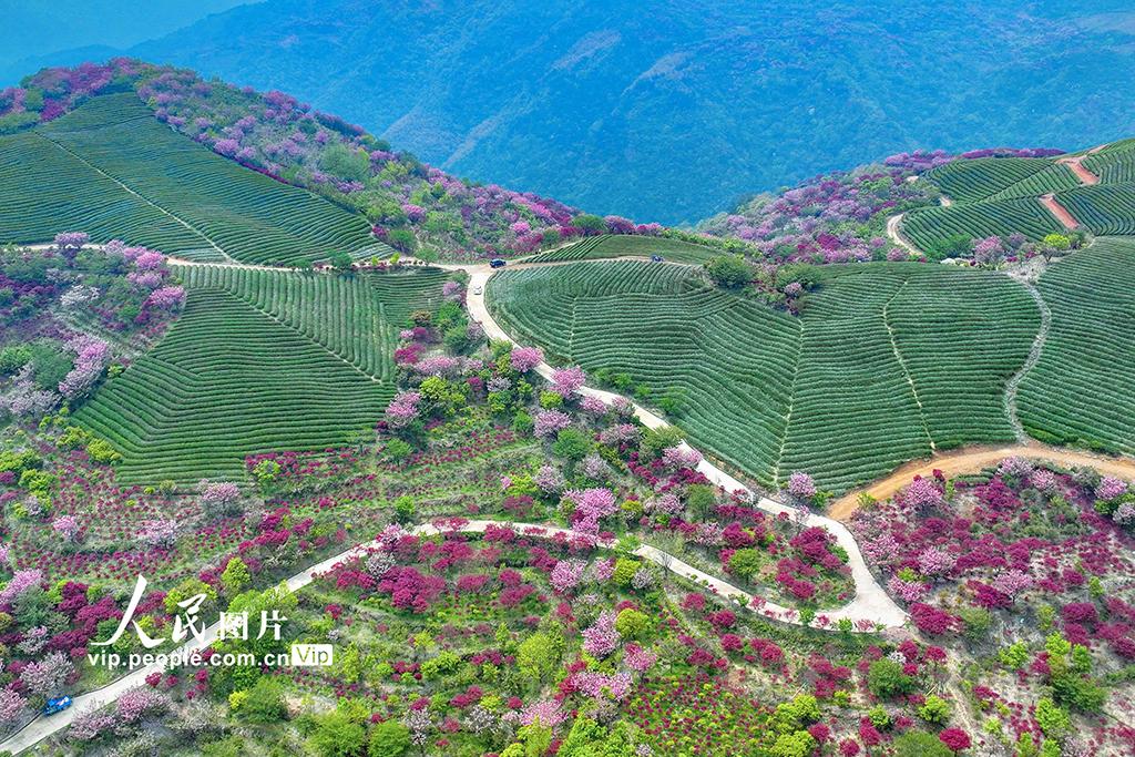 市奉化区溪口镇至余姚市大岚镇一带的四明山,一条条乡村公路在樱花