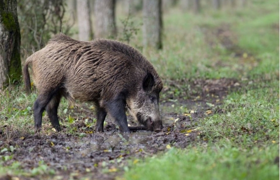 四川理塘的野猪泛滥成灾,它们开始反攻人类,已有人员伤亡