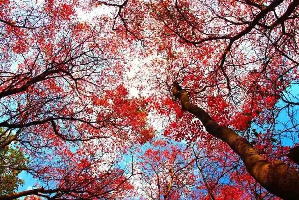 黄龙的秋天已送达,满山红叶惊艳来袭……休闲区蓝鸢梦想 - Www.slyday.coM 黄龙的秋天已送达,满山红叶惊艳来袭……休闲区蓝鸢梦想 - Www.slyday.coM