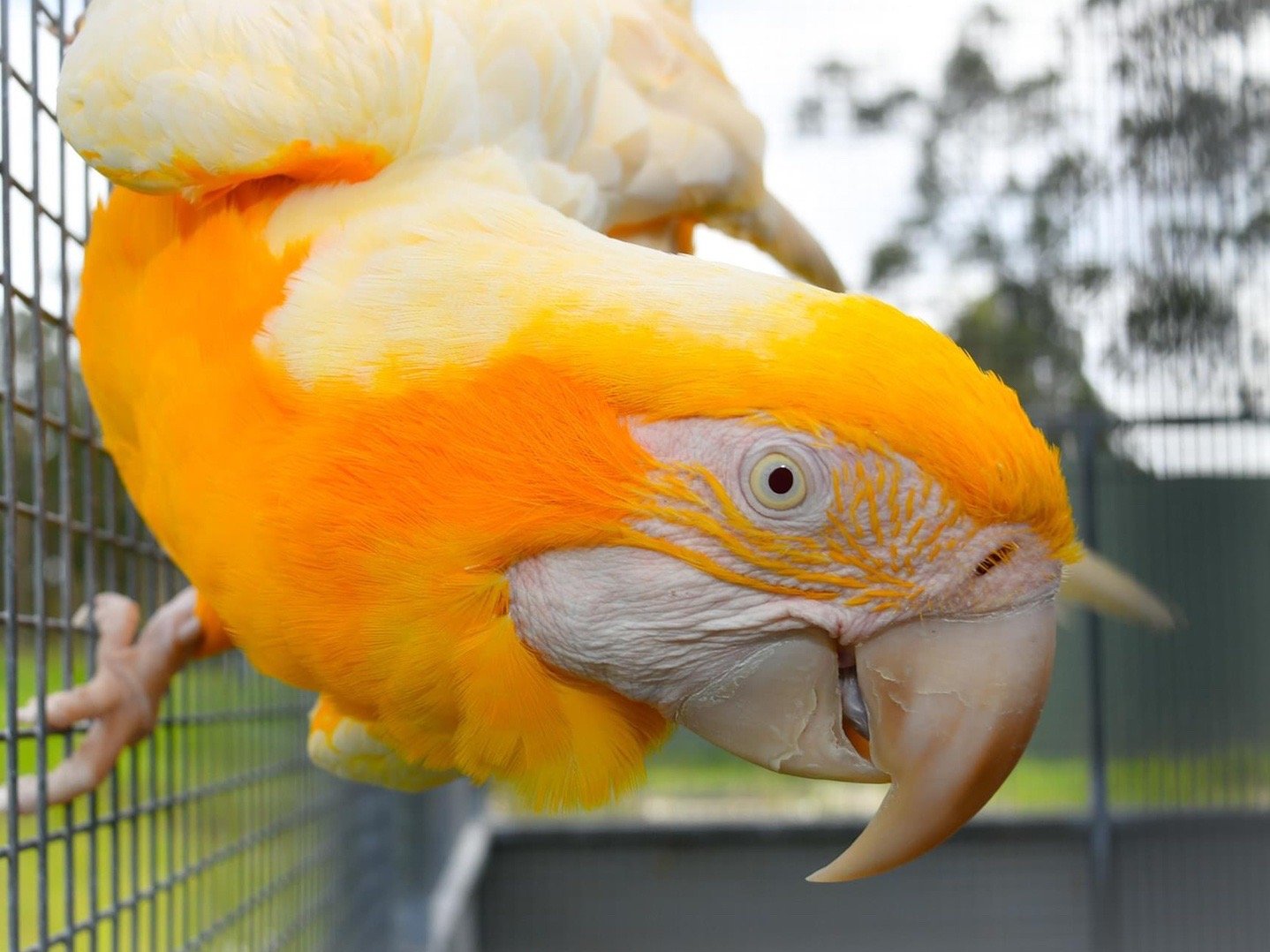 琉璃金刚鹦鹉ara ararauna_高清图集_新浪网