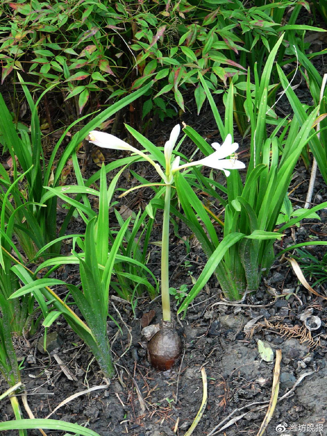 春来野菜香,几种易混淆野菜要分清|石蒜|腹泻_新浪新闻