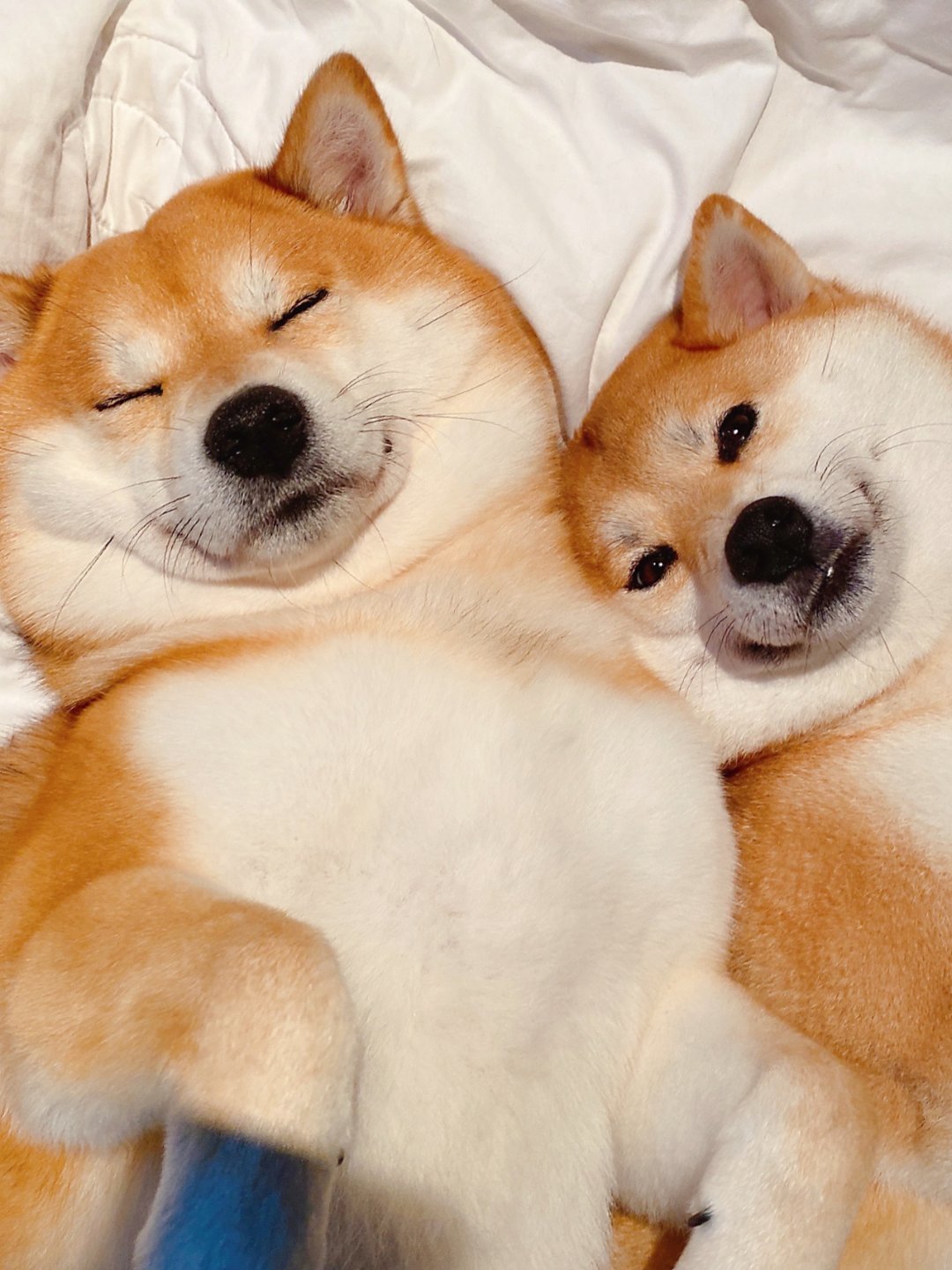 狗狗头像情侣头像.