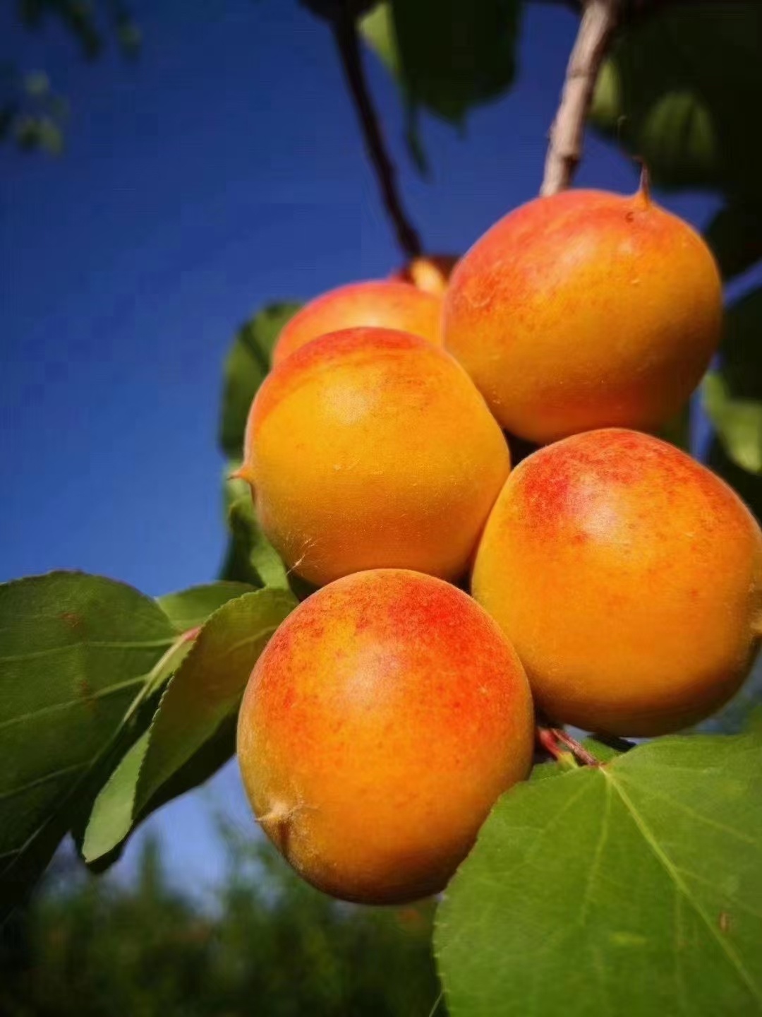 这是在果园拍的小红杏……_高清图集_新浪网