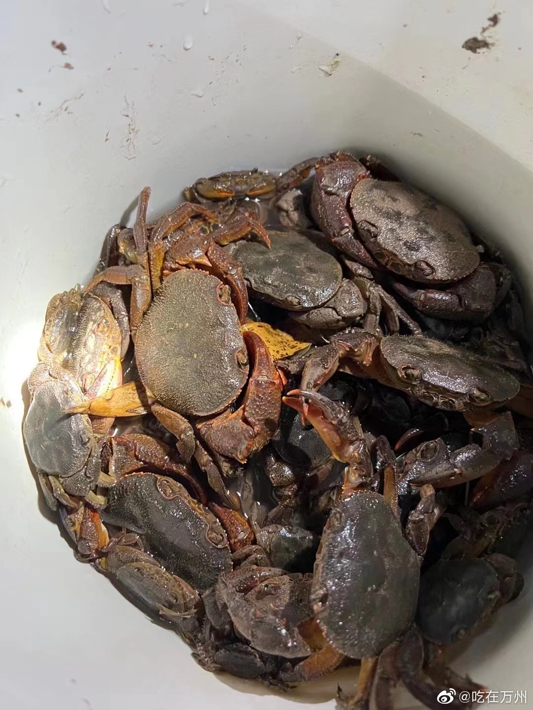 阳春三月,万州河沟里的螃蟹肥美诱人……__财经头条