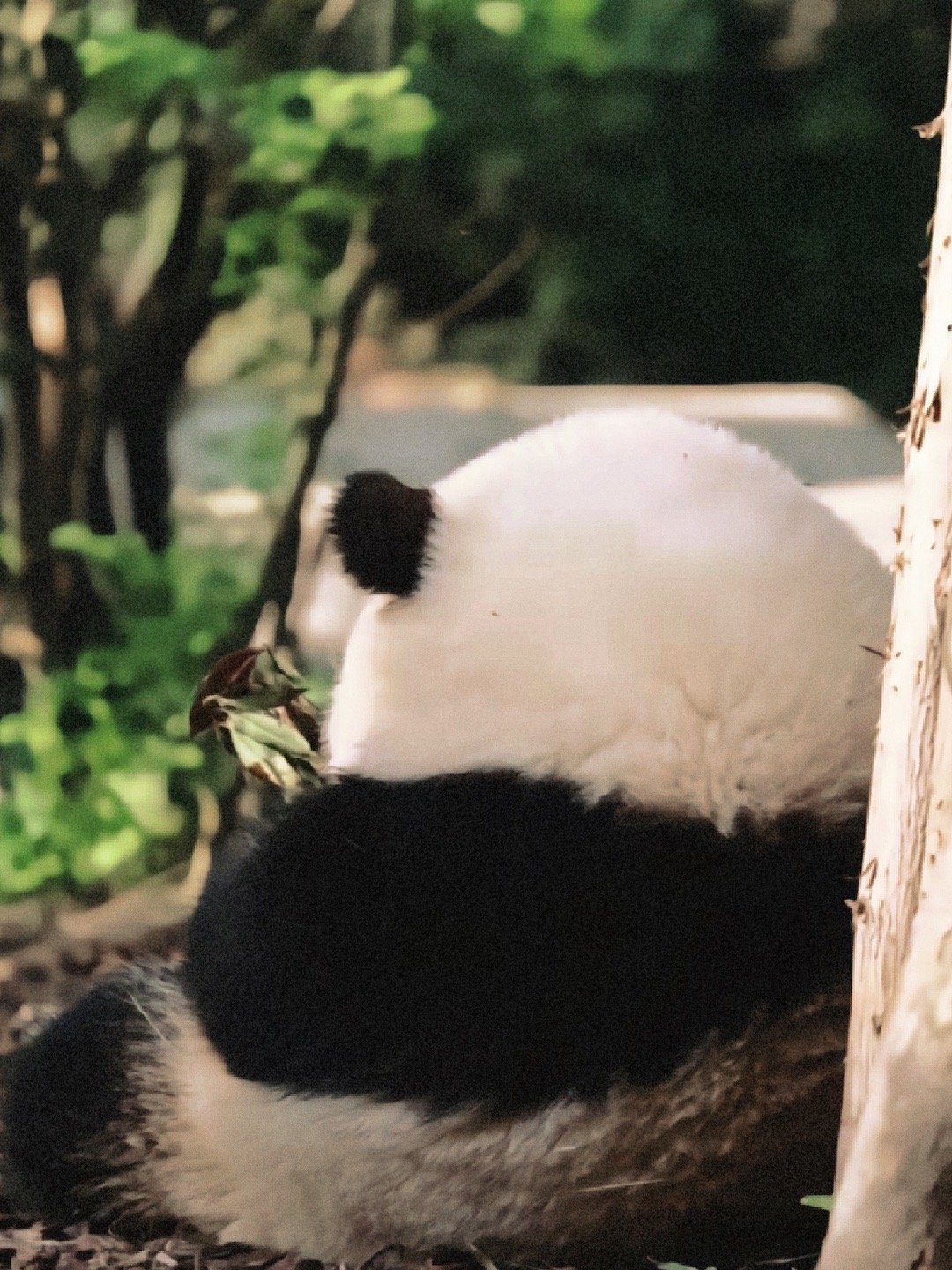 熊猫花花 - 高清图片，堆糖，美图壁纸兴趣社区