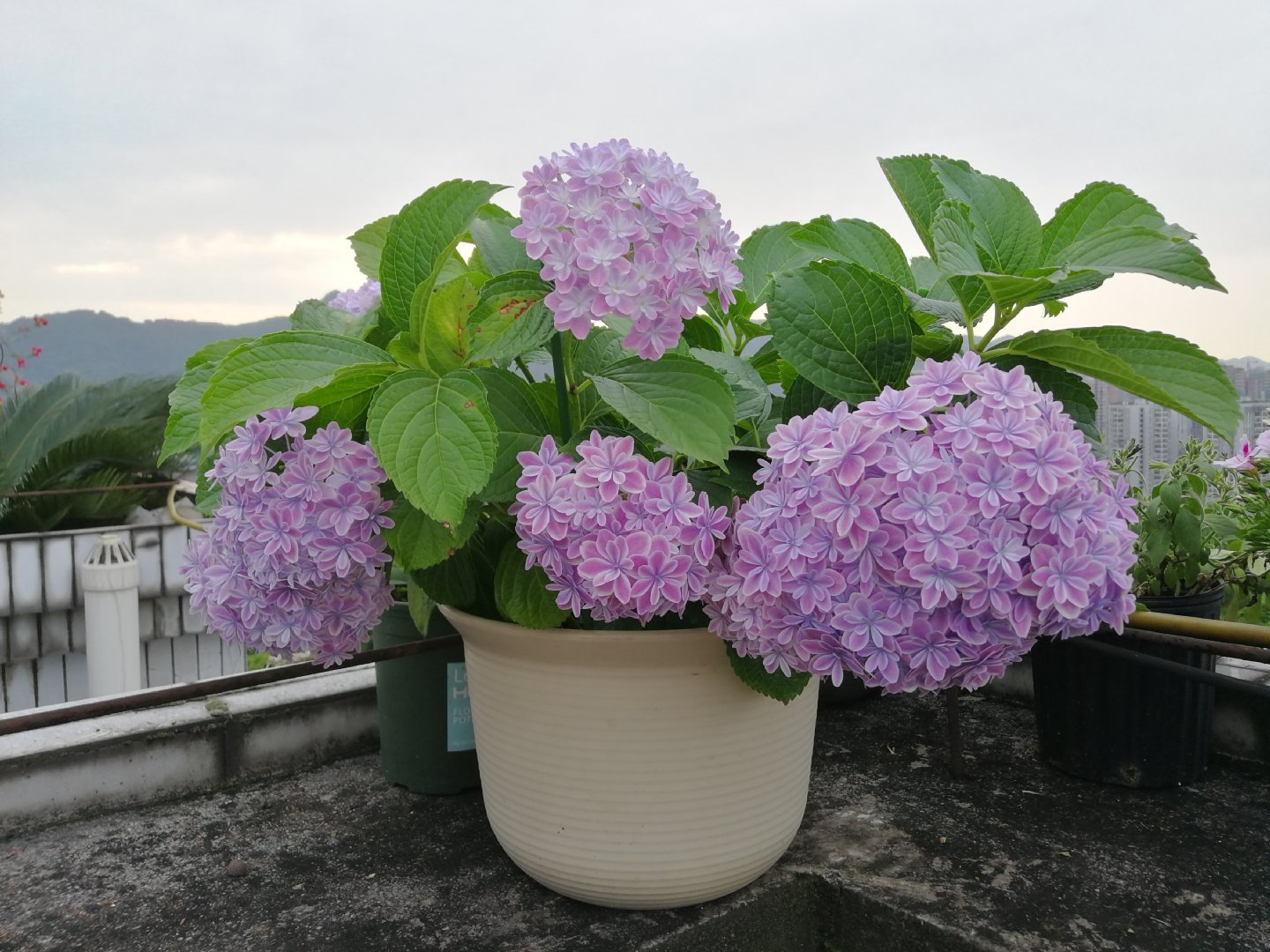 万华镜的花球也不是很大,最大直径大约15cm这样,聚