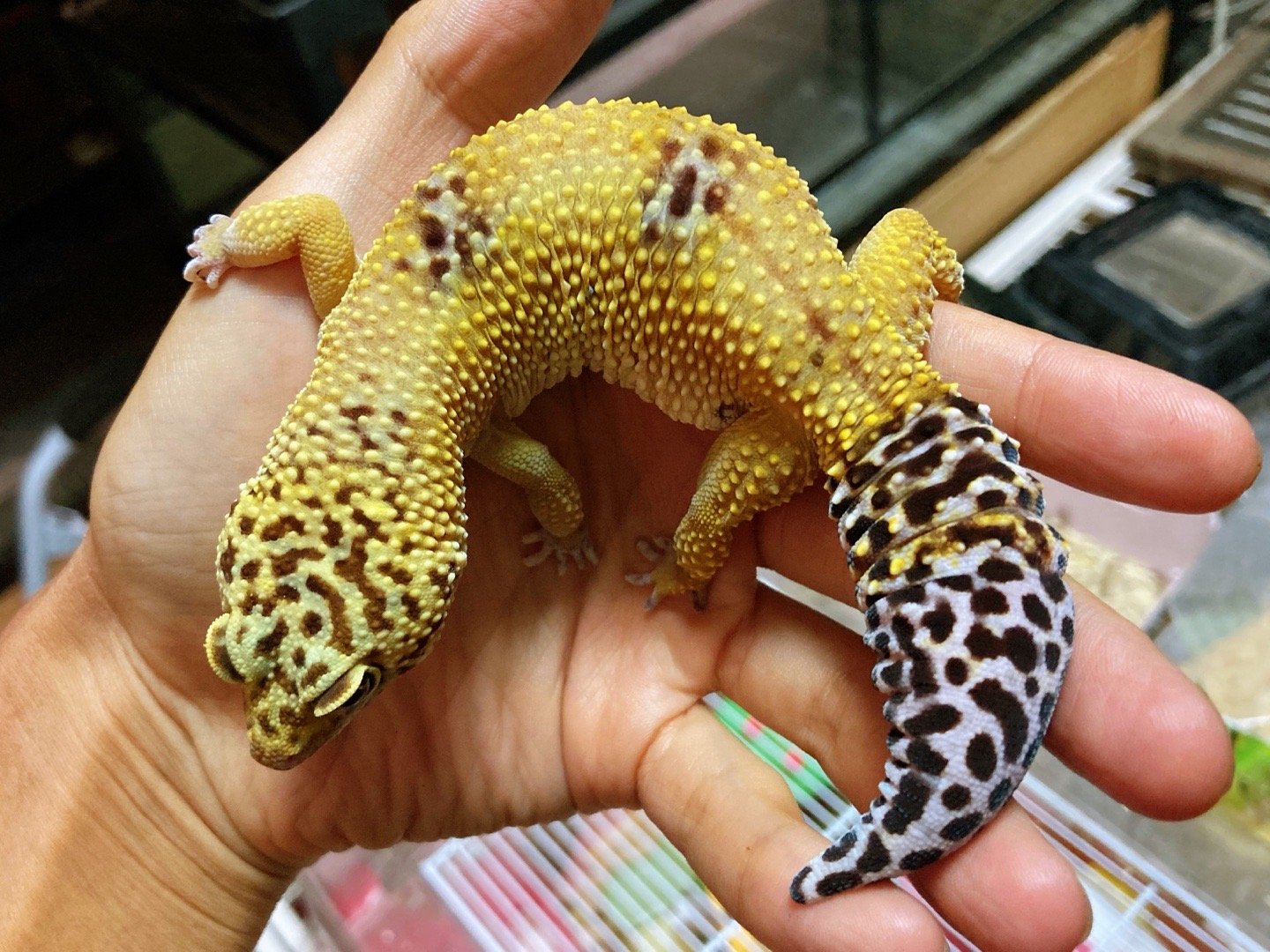 关于豹纹守宫能活多少年的问题