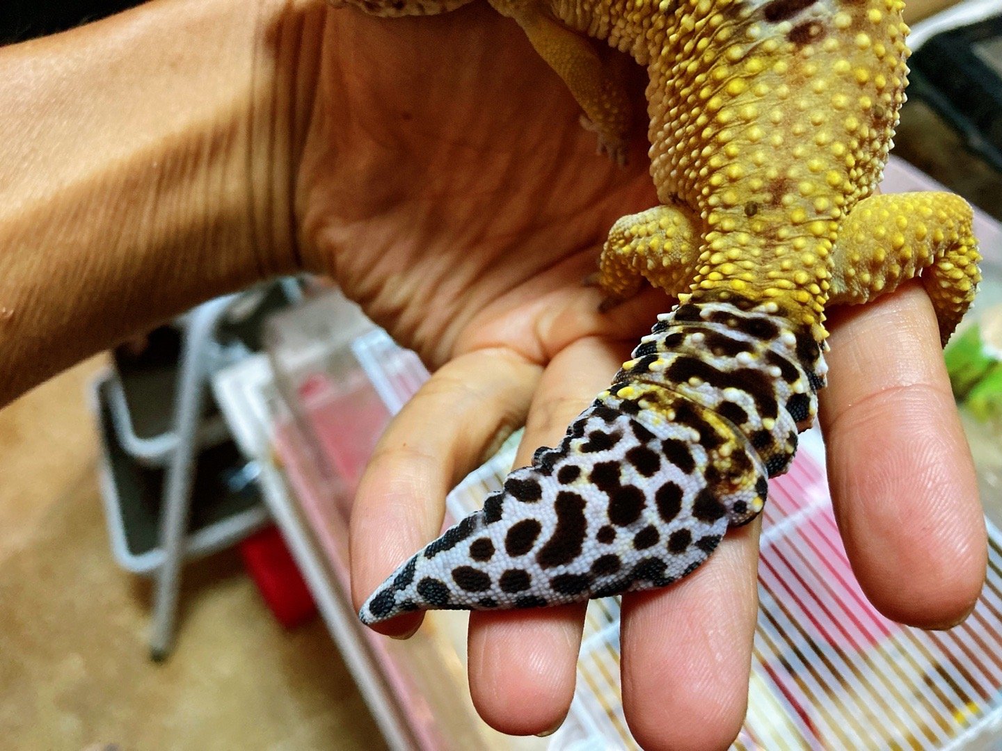 关于豹纹守宫能活多少年的问题