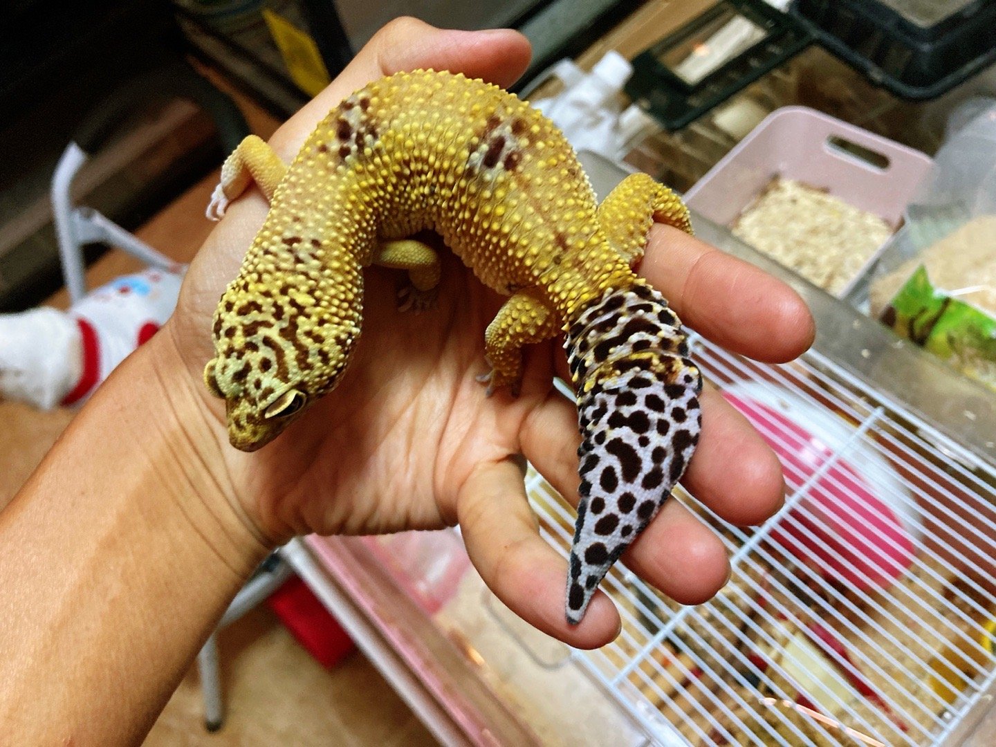 关于豹纹守宫能活多少年的问题