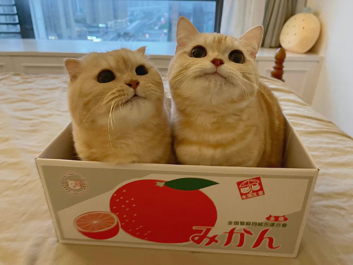 猫猫贴贴 | 橘猫沙梨__财经头条