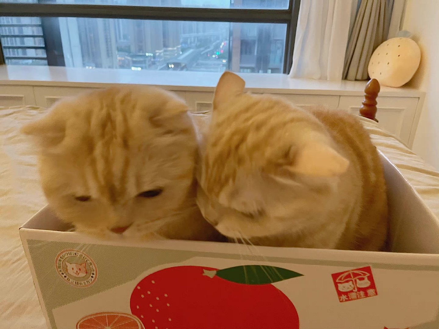 猫猫贴贴 | 橘猫沙梨__财经头条