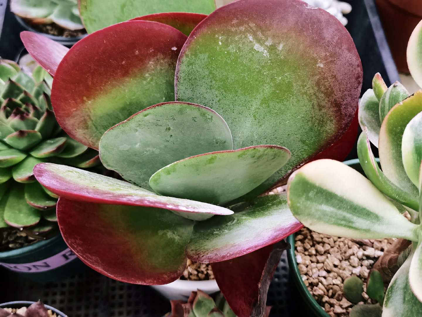 多肉植物唐印,原创拍摄|唐印|多肉植物|原创_新浪新闻