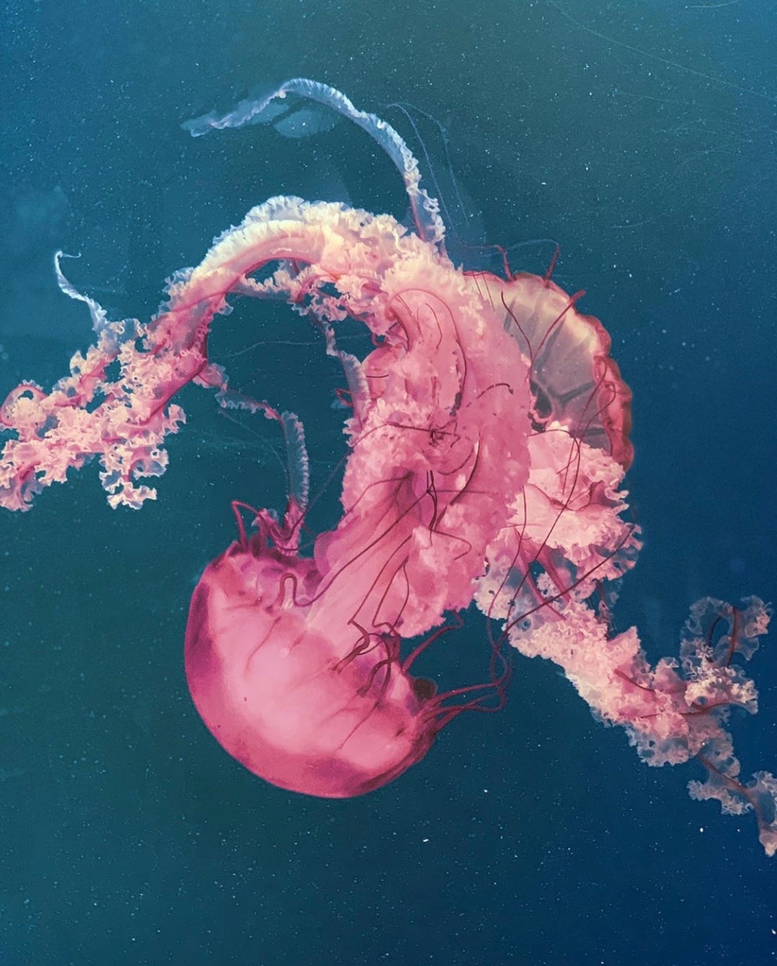 photograph | sophiaahamed__财经头条