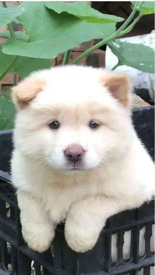 国产的白土松就是好看呀 呆萌呆萌的好像没睡醒 哈哈哈_高清图集_新浪