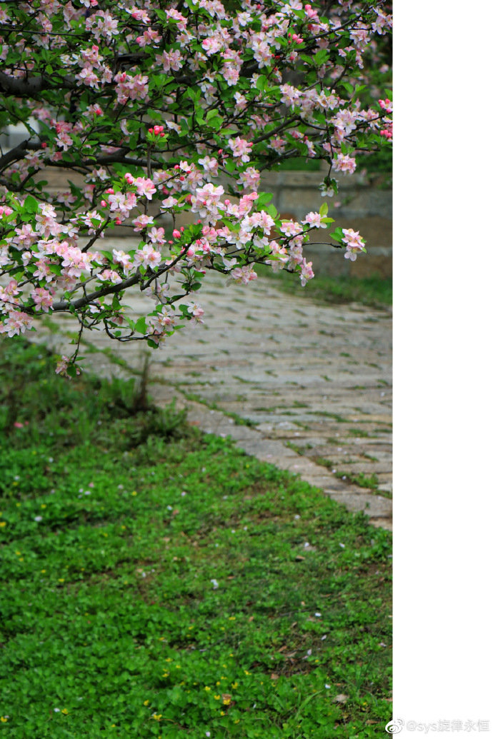 海棠花香淡色浓清韵远春天是海棠的季节