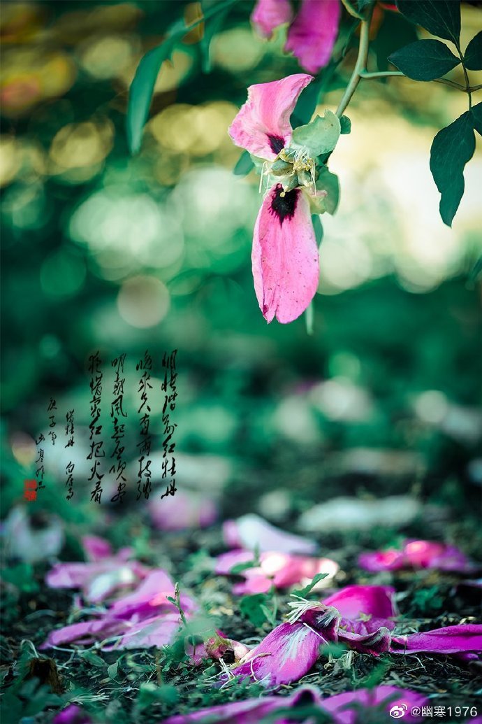 惆怅阶前红牡丹,晚来唯有两枝残