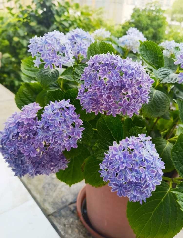 阳台养绣球花万华镜很不错植株低矮颜值高