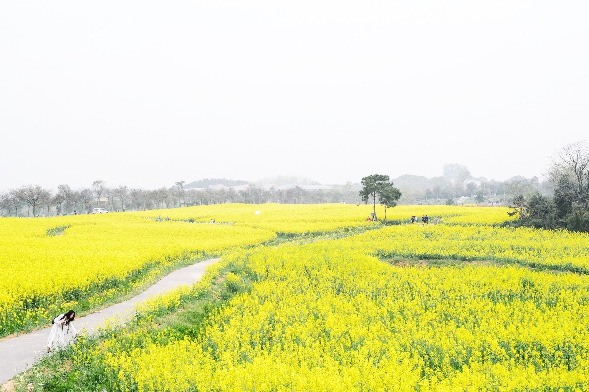 南京油菜花观赏胜地藏在国际慢城中地铁直达且门票免费