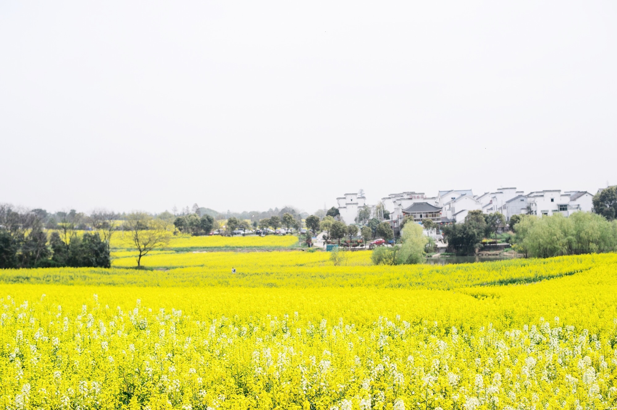 南京油菜花观赏胜地藏在国际慢城中地铁直达且门票免费
