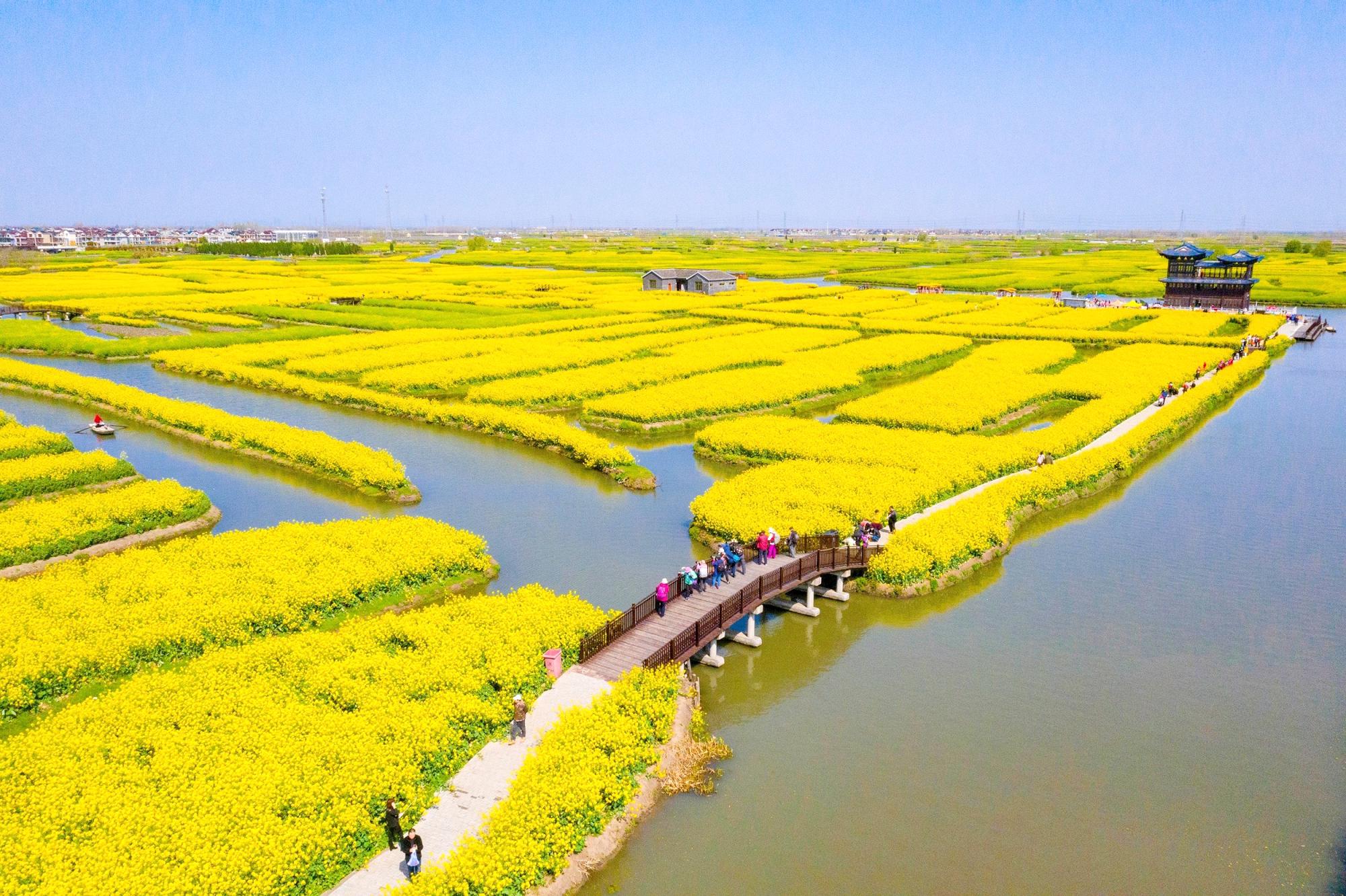 兴化千岛菜花江苏很美油菜花观赏地之一拥有万亩油菜花田