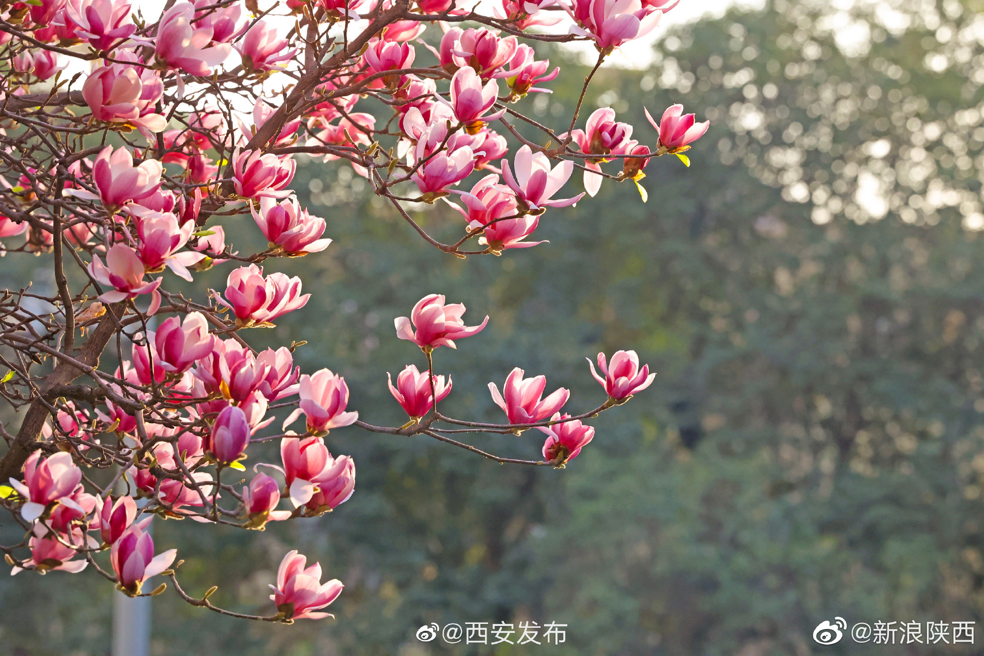 西安有一条开满玉兰花的路__财经头条