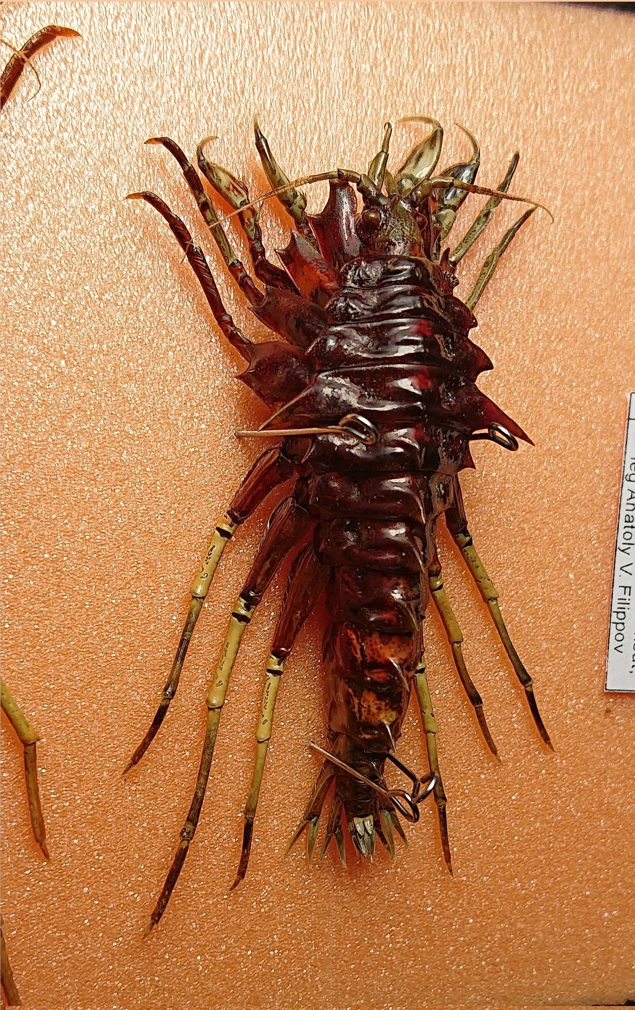 贝加尔湖钩虾～近几年来最想收的标本_高清图集_新浪网