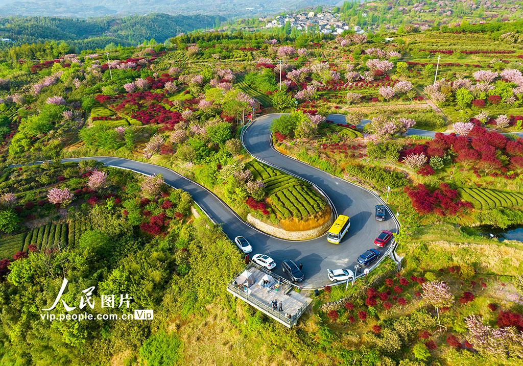 市奉化区溪口镇至余姚市大岚镇一带的四明山,一条条乡村公路在樱花