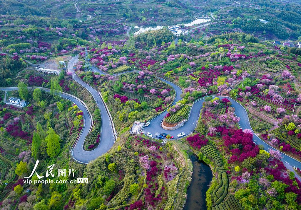浙江宁波:樱花扮靓乡村路|图片网|大岚镇|胡学军_新浪新闻