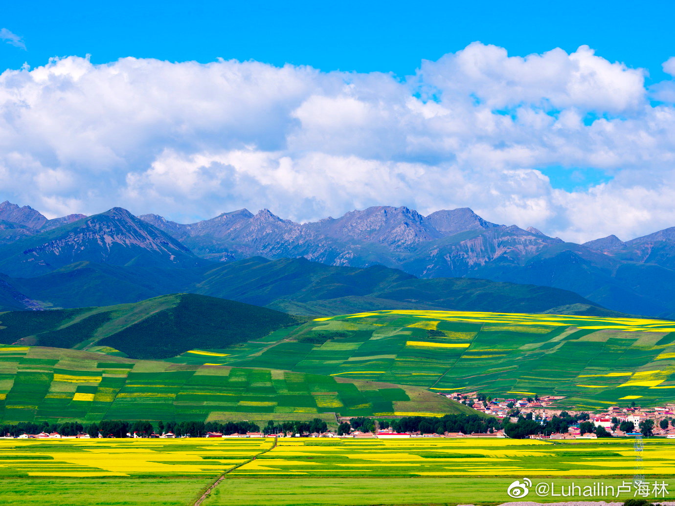 七月门源油菜花盛开,祁连山下风景如画