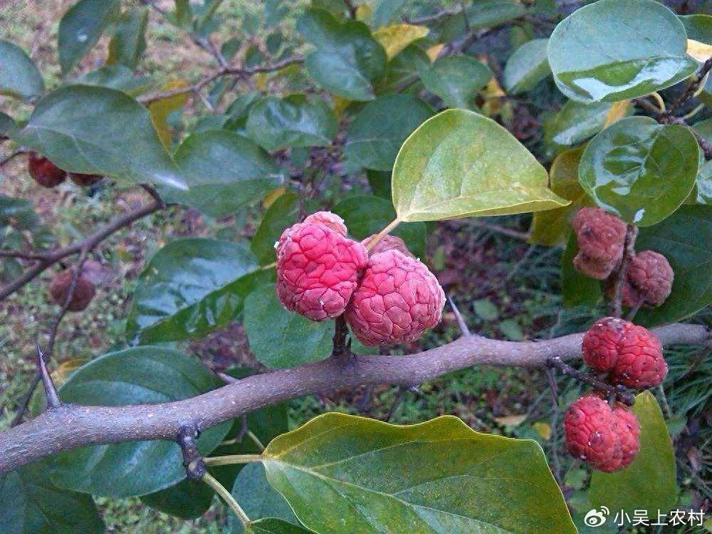 长刺的柘树看到都怕,果实像荔枝儿时当零食吃,有哪些作用与价值|荔枝|柘树|果实