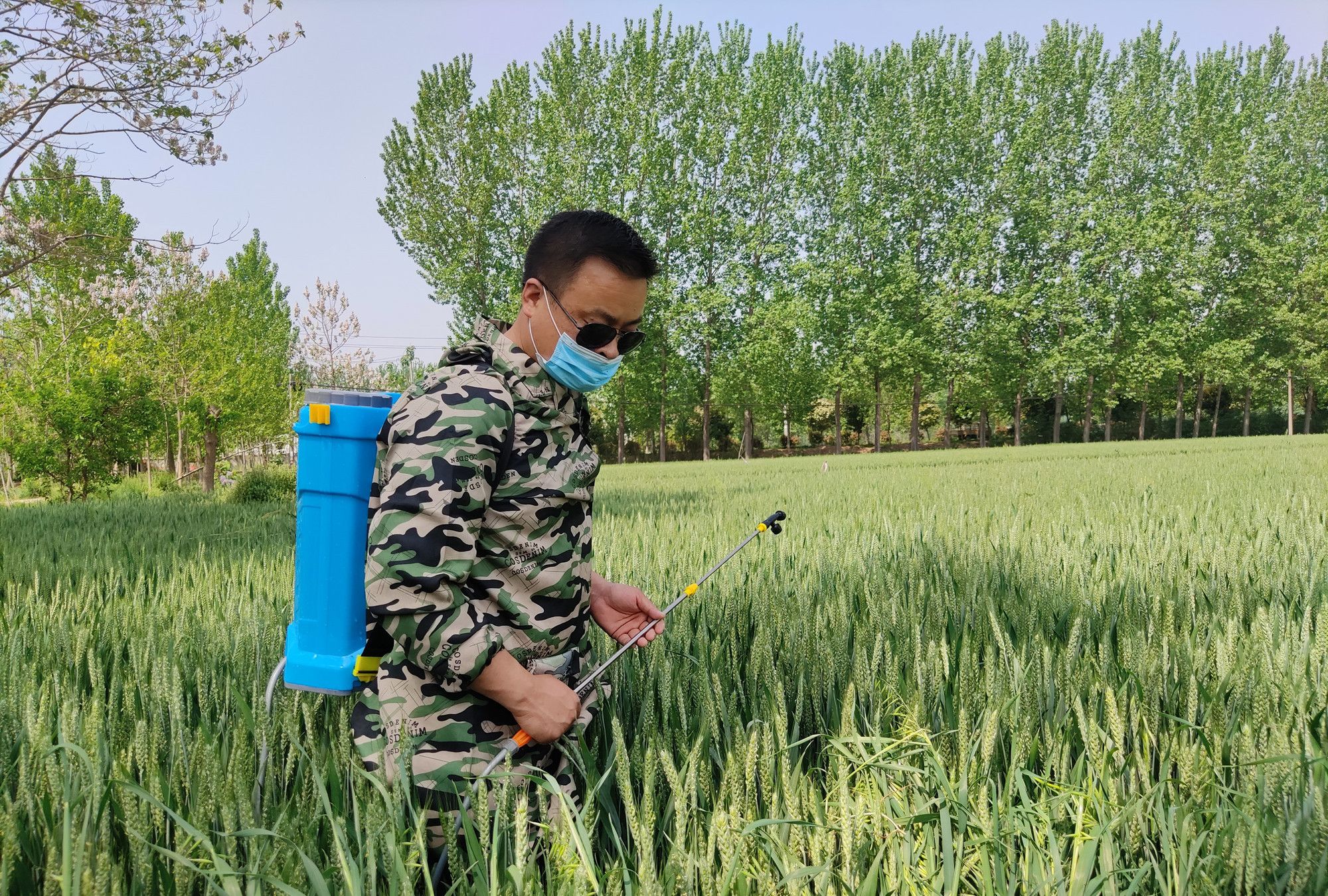 小麦田除草新变化禾本科杂草成难题农民应追责种子公司