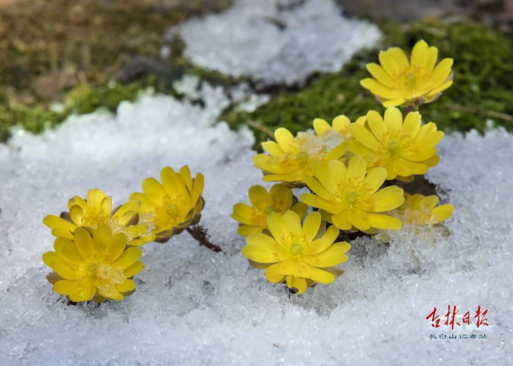 长白山绽放的冰凌花