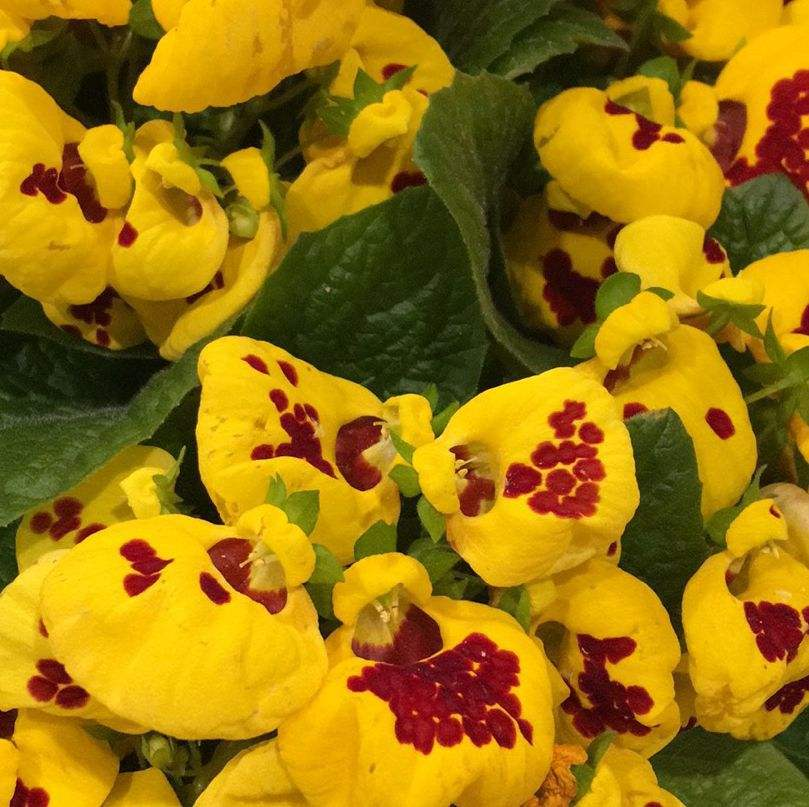 家里养盆钱袋子花新的一年祈祷好运招财进宝好兆头