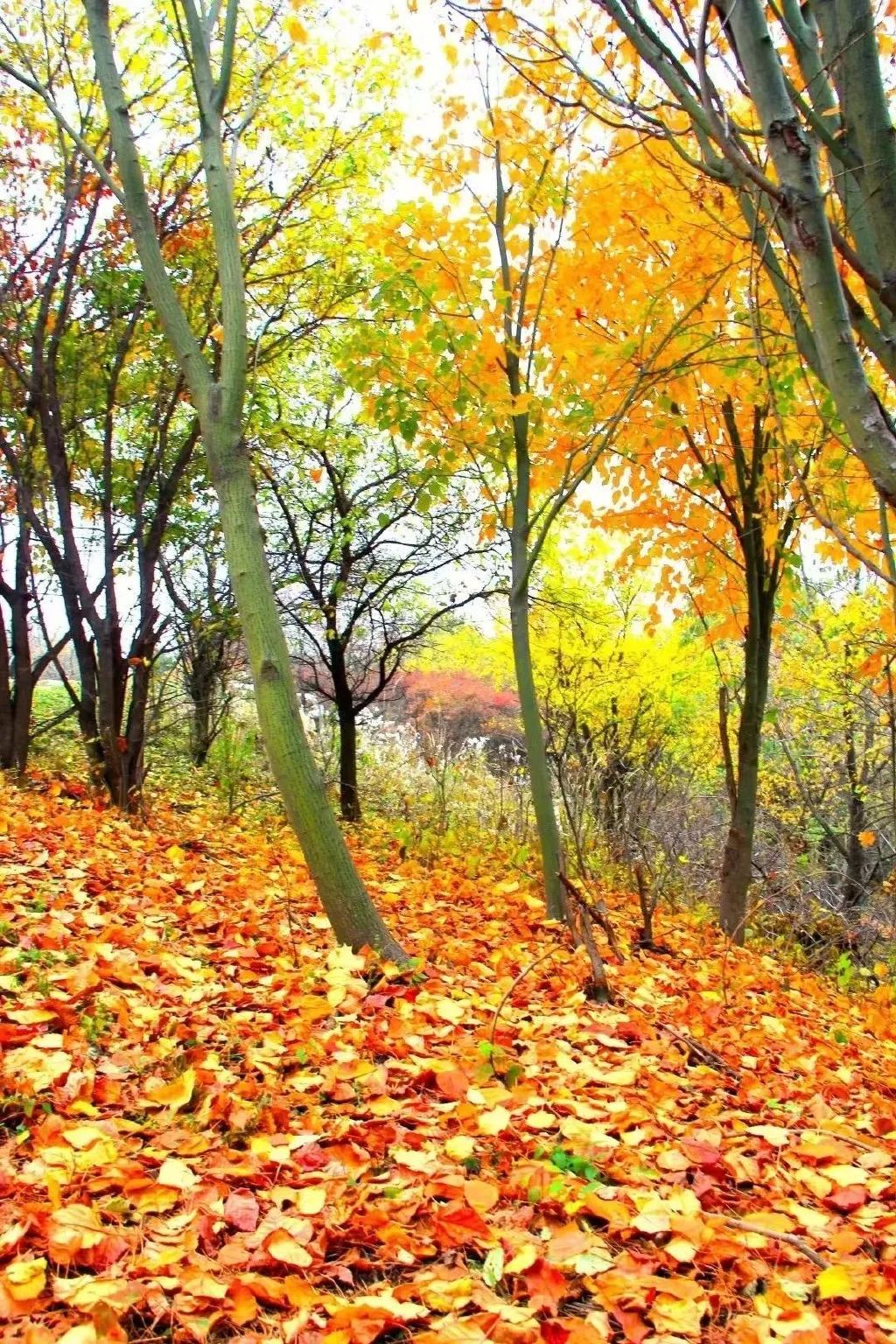 黄龙的秋天已送达,满山红叶惊艳来袭……休闲区蓝鸢梦想 - Www.slyday.coM 黄龙的秋天已送达,满山红叶惊艳来袭……休闲区蓝鸢梦想 - Www.slyday.coM