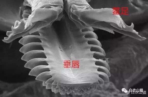 蜱虫为何会使人生病?被叮咬后该如何处理才安全?及时正确取出蜱虫!休闲区蓝鸢梦想 - Www.slyday.coM 蜱虫为何会使人生病?被叮咬后该如何处理才安全?及时正确取出蜱虫!休闲区蓝鸢梦想 - Www.slyday.coM