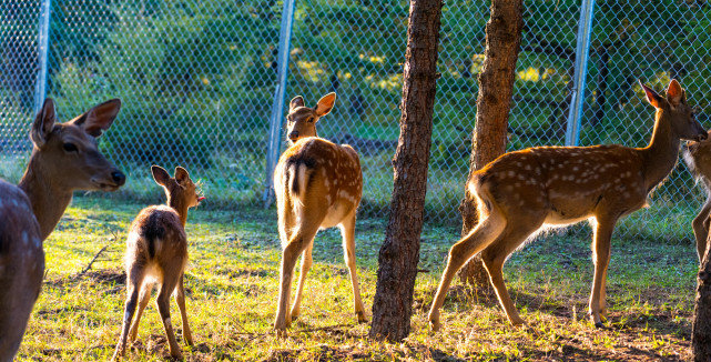 十一长假去哪?北京自驾4小时有个七彩森林,带上家人能畅玩3天休闲区蓝鸢梦想 - Www.slyday.coM 十一长假去哪?北京自驾4小时有个七彩森林,带上家人能畅玩3天休闲区蓝鸢梦想 - Www.slyday.coM