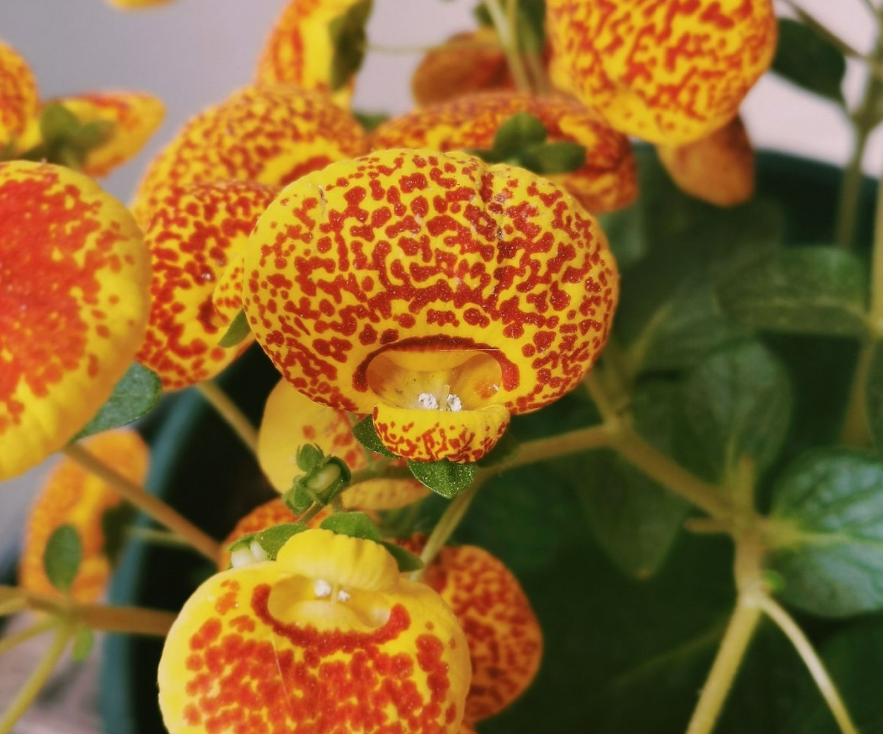 家里养盆钱袋子花新的一年祈祷好运招财进宝好兆头