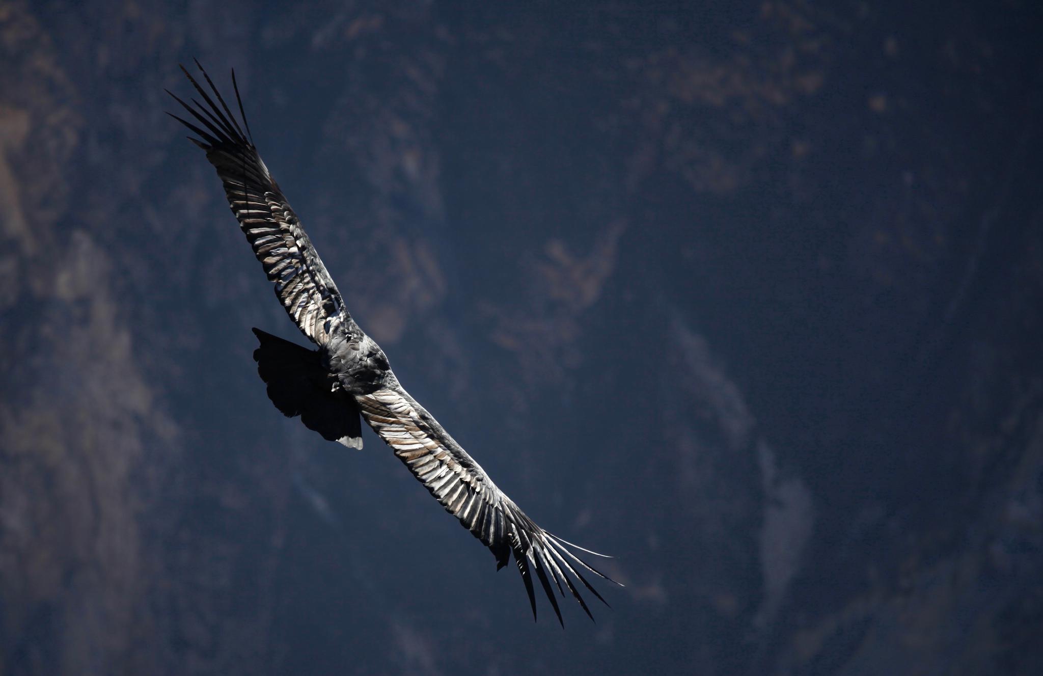 鹰隼划空而过的羽翼和北极熊缓缓踱出的脚步我看到狮王眼中的_高清