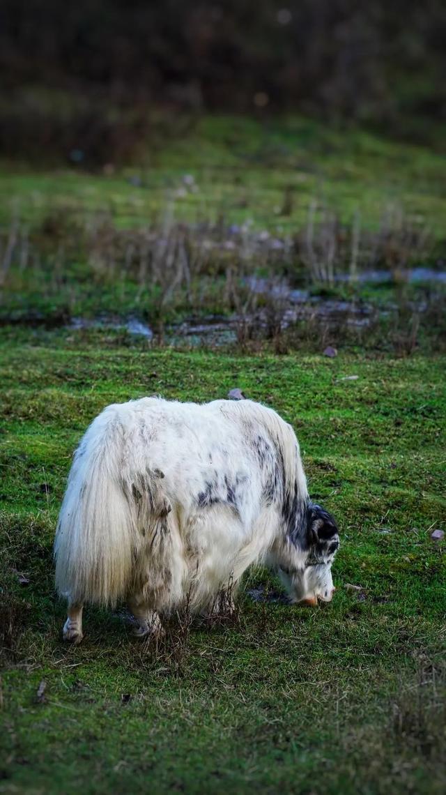 十一长假去哪?北京自驾4小时有个七彩森林,带上家人能畅玩3天休闲区蓝鸢梦想 - Www.slyday.coM 十一长假去哪?北京自驾4小时有个七彩森林,带上家人能畅玩3天休闲区蓝鸢梦想 - Www.slyday.coM