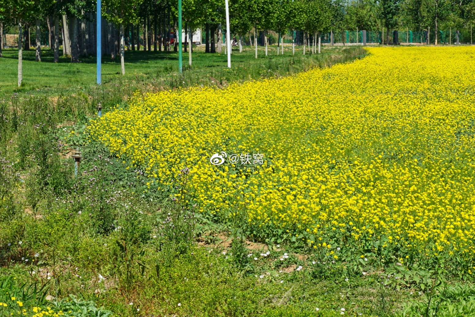 顺义楼台村油菜花海