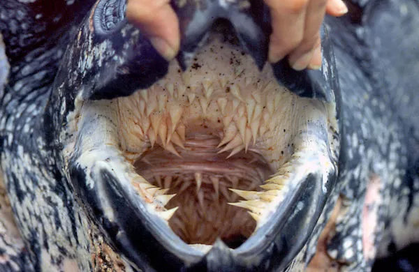 海龟的牙齿图片