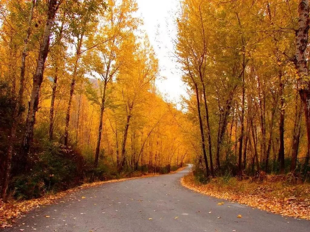 黄龙的秋天已送达,满山红叶惊艳来袭……休闲区蓝鸢梦想 - Www.slyday.coM 黄龙的秋天已送达,满山红叶惊艳来袭……休闲区蓝鸢梦想 - Www.slyday.coM
