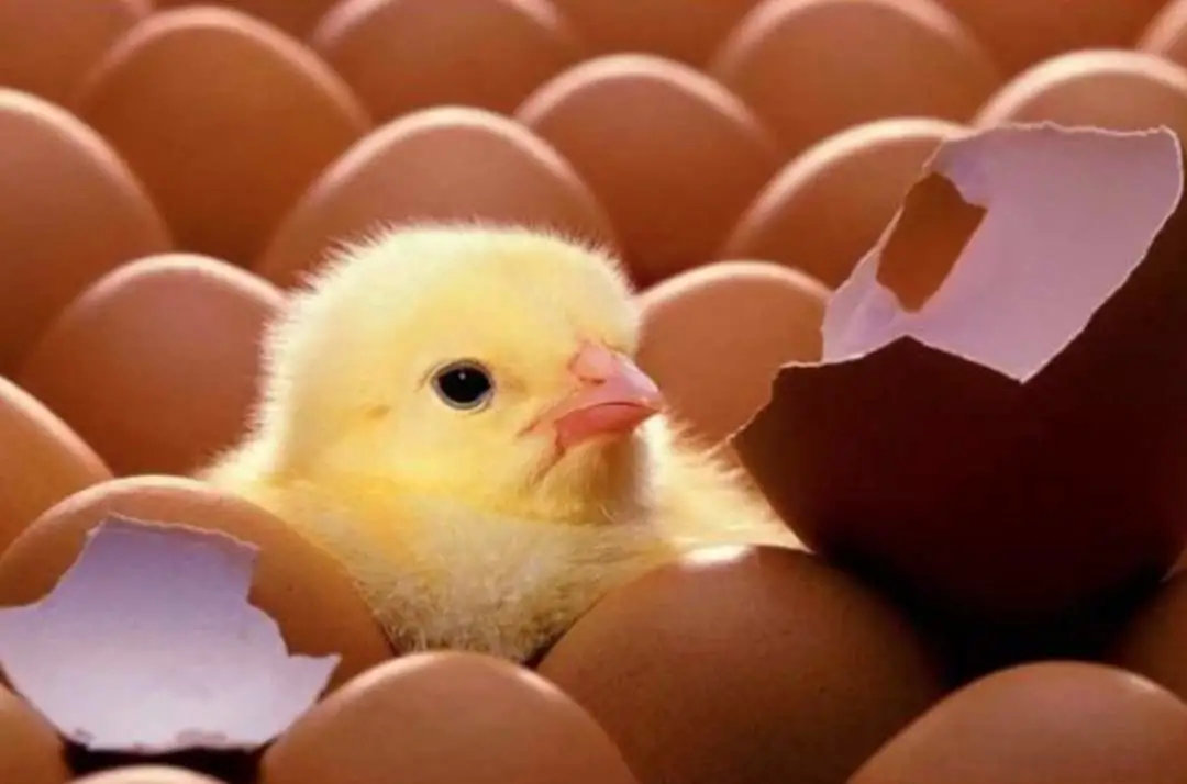 做到不伤害鸡蛋的生物活性,使它能正常孵化出小鸡并能正常生长……"