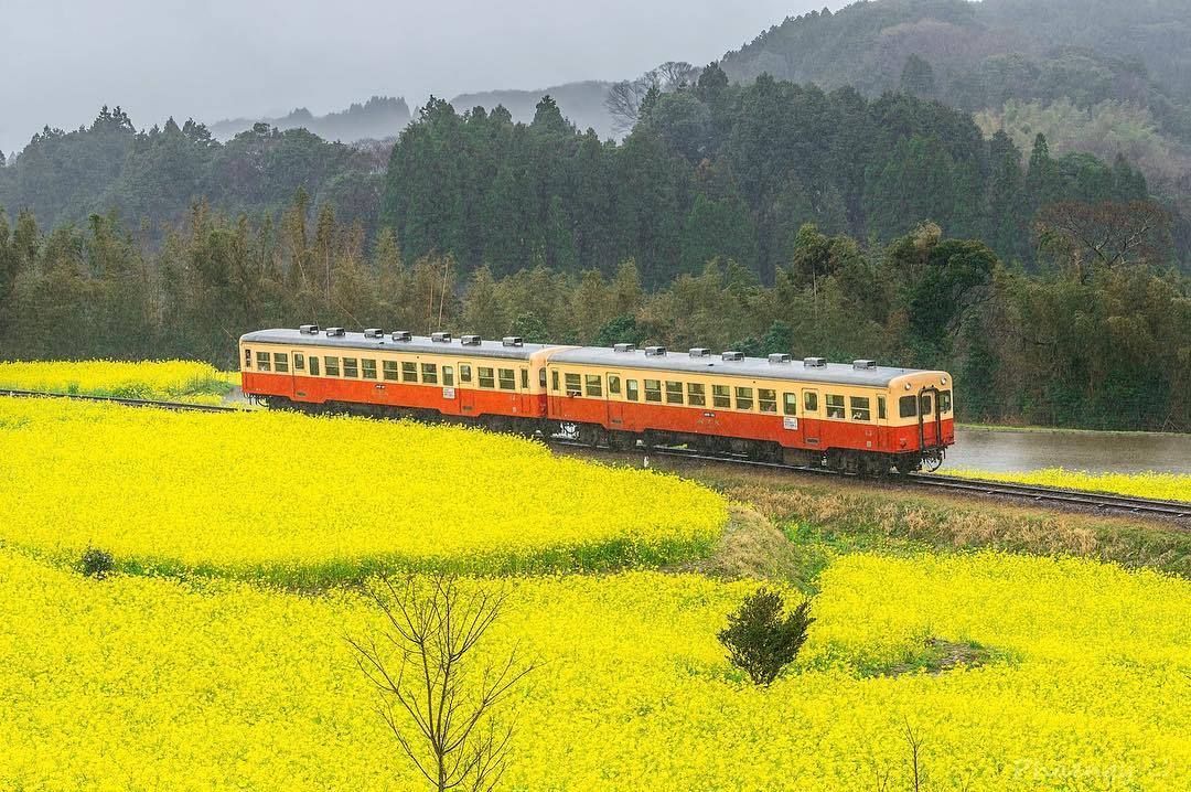 田野小火车 | 日本千叶县·小凑铁道.phaengy__财经头条