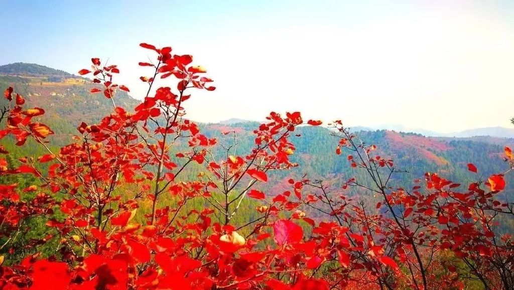 黄龙的秋天已送达,满山红叶惊艳来袭……休闲区蓝鸢梦想 - Www.slyday.coM 黄龙的秋天已送达,满山红叶惊艳来袭……休闲区蓝鸢梦想 - Www.slyday.coM