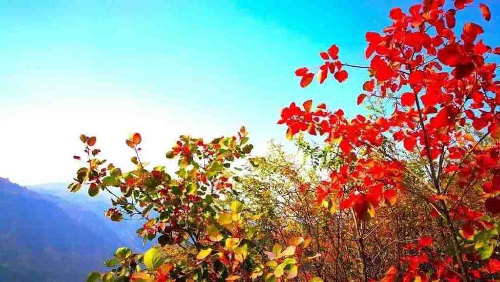 黄龙的秋天已送达,满山红叶惊艳来袭……休闲区蓝鸢梦想 - Www.slyday.coM 黄龙的秋天已送达,满山红叶惊艳来袭……休闲区蓝鸢梦想 - Www.slyday.coM