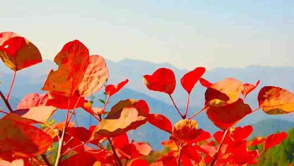 黄龙的秋天已送达,满山红叶惊艳来袭……休闲区蓝鸢梦想 - Www.slyday.coM 黄龙的秋天已送达,满山红叶惊艳来袭……休闲区蓝鸢梦想 - Www.slyday.coM